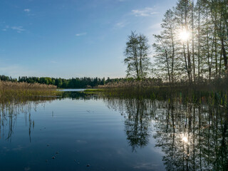 river bank with trees and fresh green grass, bright spring morning by the water