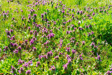 Spring green garden with colorful  flowers and grass.