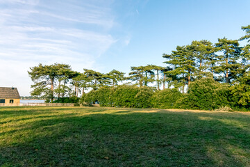 Fototapeta premium Forest on Bender Island in the Gulf of Morbihan. France