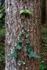 Common ivy on an evergreen tree in a clean forest; a beautiful natural background; mobile phone photo