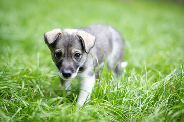 Puppy with spring foliage bokeh