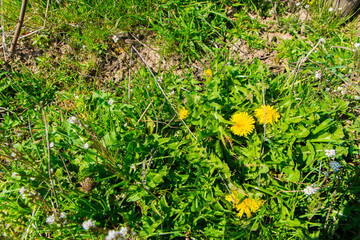 Spring green garden with colorful  flowers and grass.