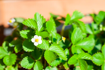 close-up of white strawberry flower in the vegetable garden