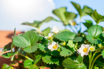 close-up of white strawberry flower in the vegetable garden