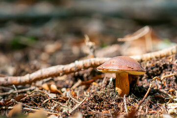 Imleria badia, commonly known as the bay bolete, Edible fungus in the forest