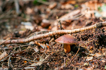 Imleria badia, commonly known as the bay bolete, Edible fungus in the forest