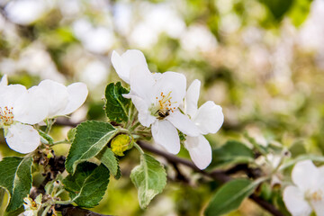 Flowering tree. The Apple tree blooms. Apple blossom. Spring.