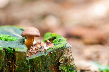 Imleria badia, commonly known as the bay bolete, Edible fungus in the forest