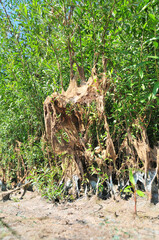 vegetation on the shore covered with algae and silt after the water falls after flood