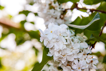  White lilac. Snow-white flowers. Flowering tree.