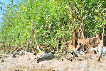 vegetation on the shore covered with algae and silt after the water falls after flood