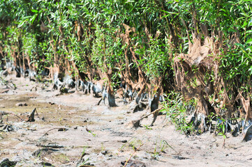vegetation on the shore covered with algae and silt after the water falls after flood
