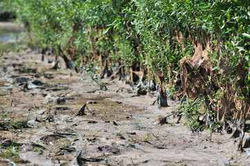 vegetation on the shore covered with algae and silt after the water falls after flood