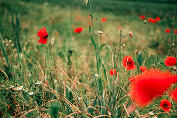 Fototapeta premium Red poppies on a flower meadow in spring
