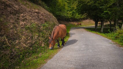Landscape shot of a horse eating grass in a rural area