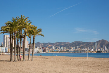 Palm trees Benidorm beach Spain Poniente playa with beautiful blue sea and sky on Costa Blanca 