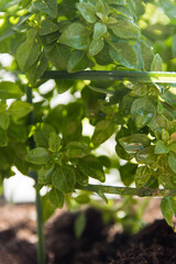 Green leaves of the basil bush.
