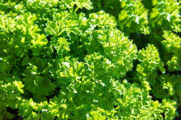 Parsley leaves in the garden in summer day.