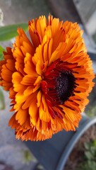 calendula orange flower