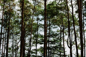 daytime view of trees in forest