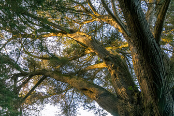 Forest on Bender Island in the Gulf of Morbihan. France