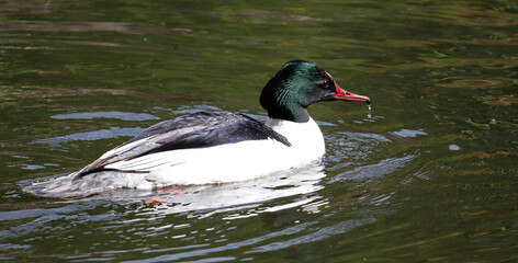 Male goosander bathing and preening on the river in Yorkshire UK