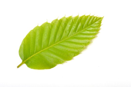 chestnut leaf on white background
