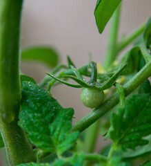 Garden and bush with green tomato.