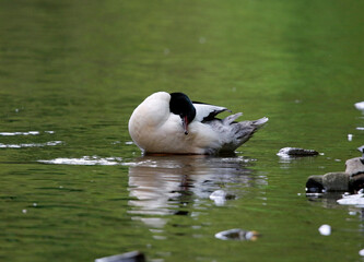 Male goosander bathing and preening on the river in Yorkshire UK