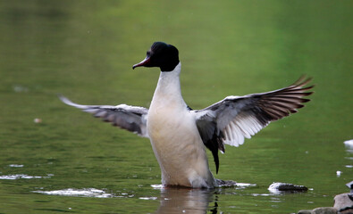 Male goosander bathing and preening on the river in Yorkshire UK