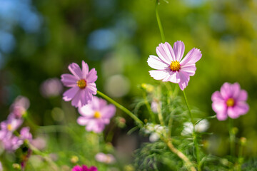 コスモス