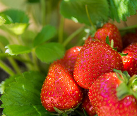 Strawberry. Fresh organic berries. Fruit background