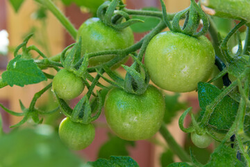 Garden and bush with green tomato.