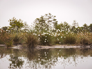 Fototapeta na wymiar Swampy marsh in the bog, swamp cotton grass. Taken in a bog, Latvia