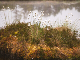Swampy marsh in the bog, swamp cotton grass. Taken in a bog, Latvia
