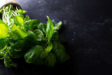 Green fresh basil on stone background