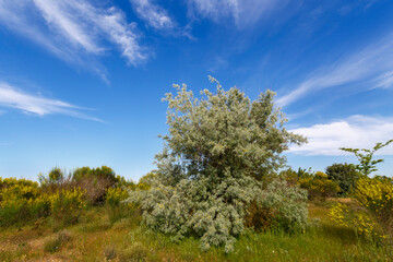 Paisaje con retamas y árbol del paraíso. Elaeagnus angustifolia.