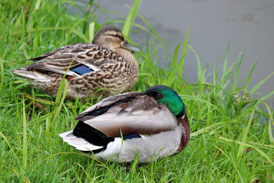 Couple of mallard rest on the green grass near the water. Male and female wild ducks on a lake during a rain