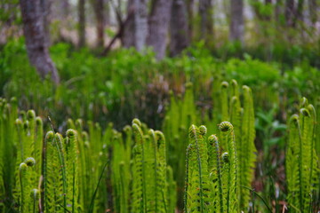 Fototapeta na wymiar 春の森のシダ。成長し始めている若い芽。北海道、日本。
