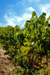 Fototapeta na wymiar Campo de viñas para producción de vino