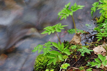 Obraz premium 渓流の横にある若い芽。初夏の森林で。北海道、日本。