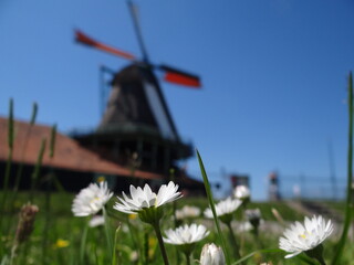 windmill at Zaanse Schans with blue sky and flowers 