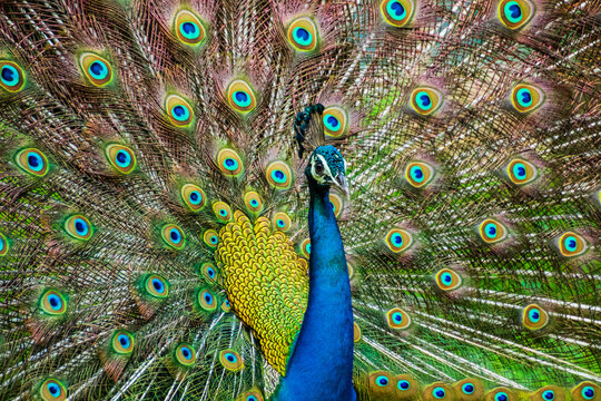 An Indian male peacock dancing 