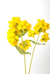 calceolaria integrifolia on a white background
