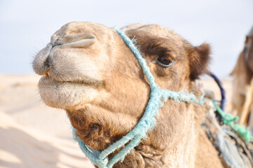Obraz premium Camel. Close-up portrait of a camel living in the desert.