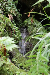 新潟県の関川に注ぐ湧水