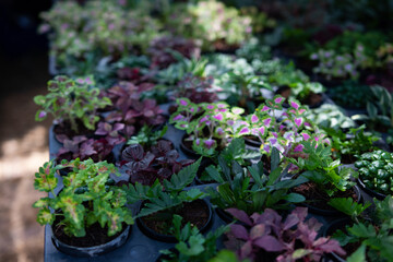 Home garden with hanging pot on the wall. Vertical garden