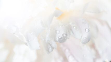 Obraz na płótnie Canvas beautiful white peony flower with dew drops, close view