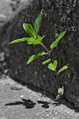 Green mint leaves on a monochrome background