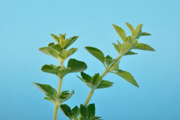 oregano on a blue background